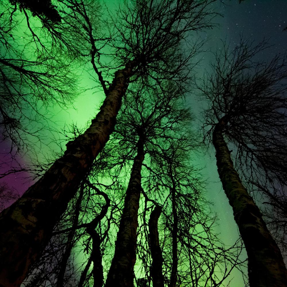 Northern Lights above trees